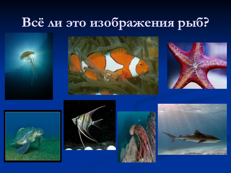 Рыбы презентация для детей. Рыбы презентация 1 класс. Рыбы 1 класс окружающий мир. Рыба для презентации. Морские обитатели проект рыбы.