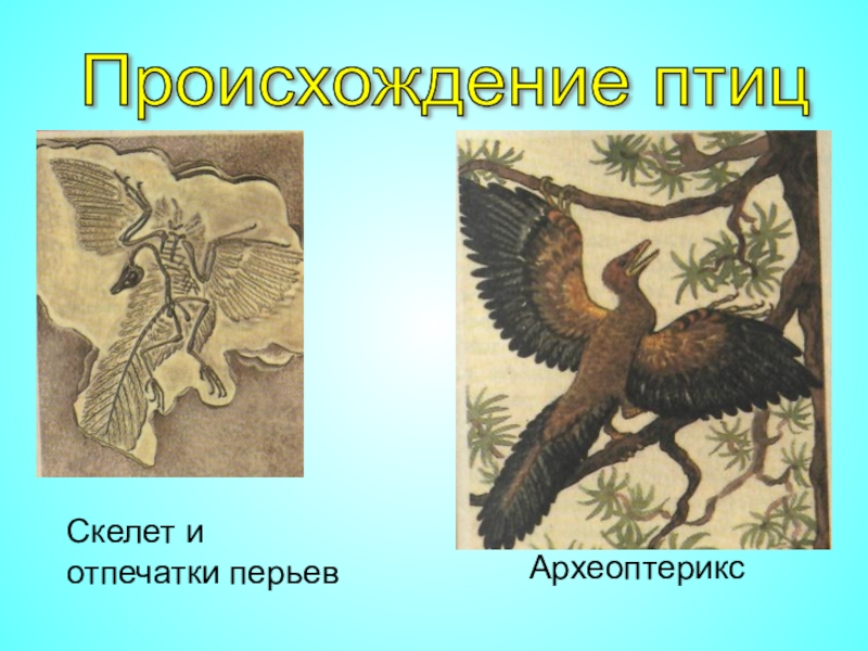 Расцвет млекопитающих появление птиц. Археоптерикс Эволюция птиц. Древние птицы происхождение. Происхождение птиц от археоптерикса. Древние птицы Археоптерикс.