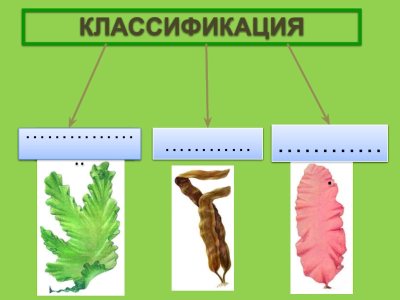 Класс водорослей биология. Водоросли 5 класс биология. Классификация многоклеточных водорослей. Зеленые красные и бурые. Водоросли 5 класс биология презентация.