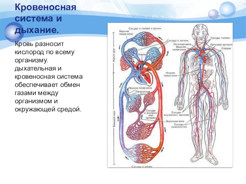 Назвать органы кровеносной системы. Схема органы кровеносной системы животных. Дыхательная пищеварительная кровеносная система. Взаимосвязь дыхательной и кровеносной систем. Схема кровеносной системы человека строение и функции.
