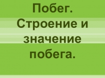 Презентация по биологии на тему Побег. Строение и значение (6 класс)