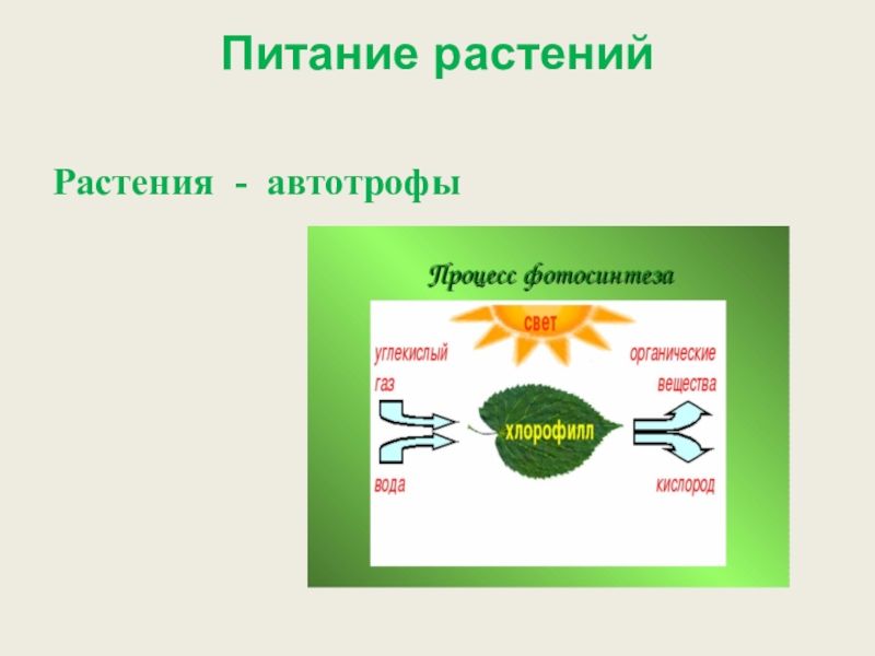 Содержит хлорофилл являются автотрофами. Питание растений. Процесс питания растений. Растения автотрофы 5 класс биология. Типы питания растений.