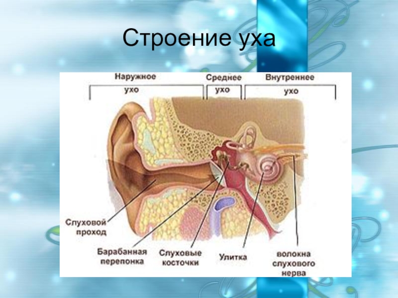 Внутреннее ухо орган слуха состоит. Наружное ухо строение внутреннее строение. Наружное ухо среднее ухо внутреннее ухо строение. Среднее ухо анатомия строение. Строение наружного среднего и внутреннего уха.