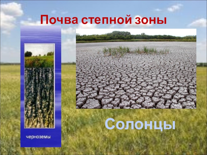 Какие почвы в степях россии. Почвы Степной зоны. Почвенный Покров Степной зоны. Степь плодородная почва. Черноземные почвы Степной зоны.