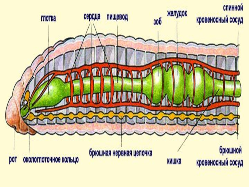 Кольчатые черви имеют нервную