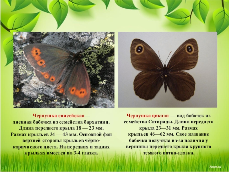 Фото бабочки из красной книги