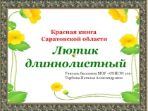 Презентация по экологии на тему Охраняемые растения Саратовской области. Лютик длиннолистный