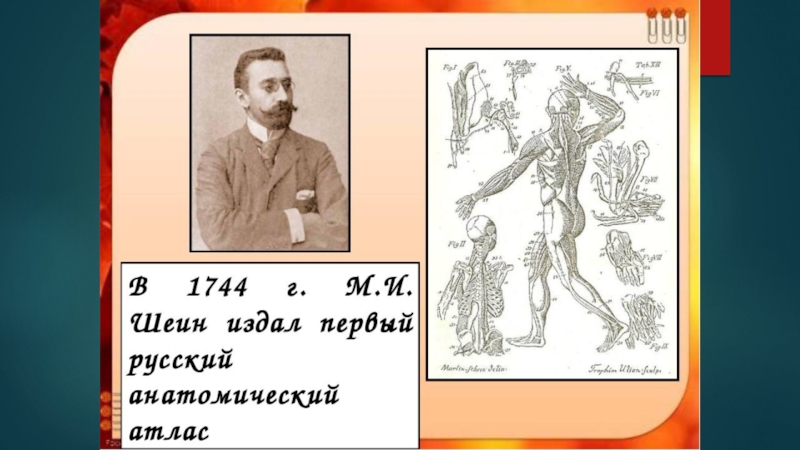 Русские анатомии. Мартин Ильич Шеин. Шеин анатом. М И Шеин анатомический атлас. Шеин Мартын Ильич.