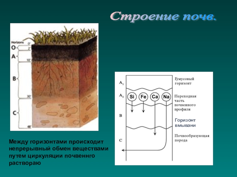 Почва 6 класс география презентация домогацких