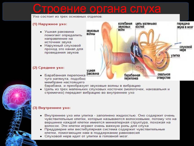 Рассмотрите на втором форзаце рисунок органа слуха проследите как звуковые колебания превращаются в