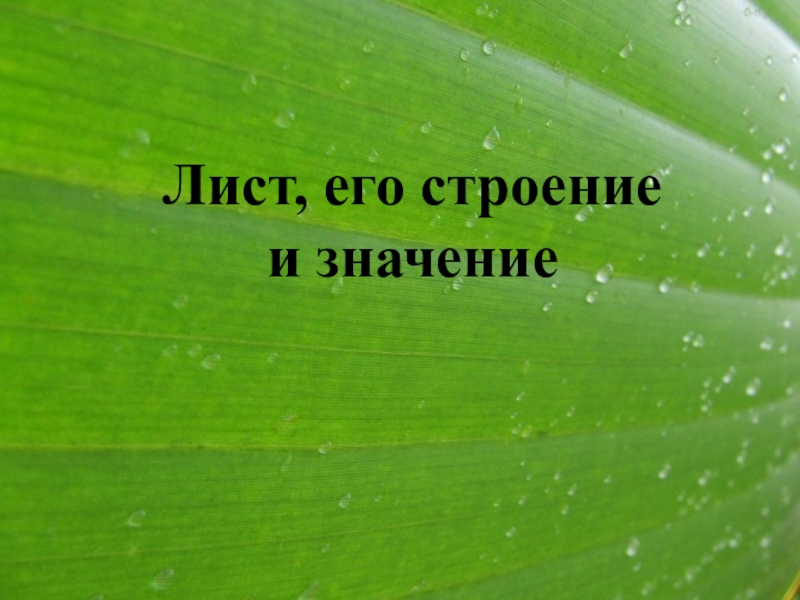 Лист его строение и значение 6. Лист его строение и значение 6 класс. Лист и его значение.