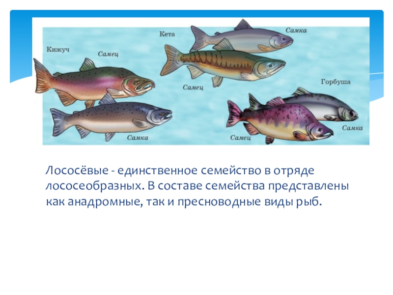 Проходные рыбы. Отряд Лососеобразные лососевые. Классификация рыб отряд Лососеобразные. Биология 7 класс отряд Лососеобразные. Систематика рыб Лососеобразные.