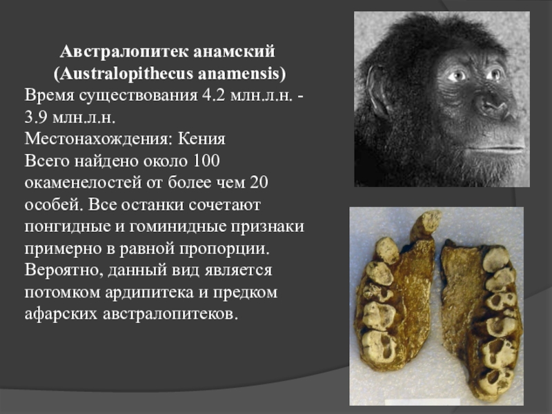 Период существовавший. Австралопитек анаменсис. Австралопитек афарский и анамский. Австралопитек анамский образ жизни. Ардипитек анамский.