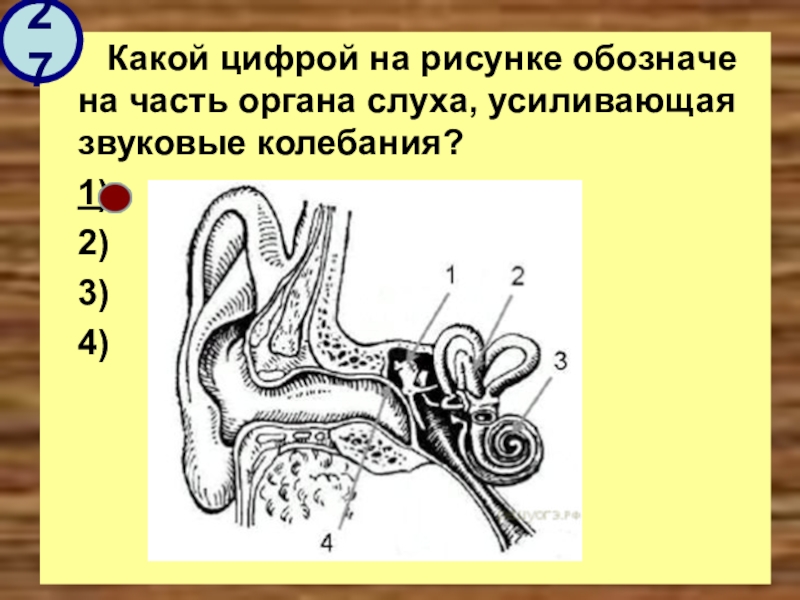 Орган слуха усиливающий звуковые колебания. Часть органа слуха усиливающая звуковые колебания. Слуховой анализатор усиливающий звуковые колебания. Часть слухового анализатора усиливающая звуковые колебания. Часть органа слуха усиливающаяы звук.
