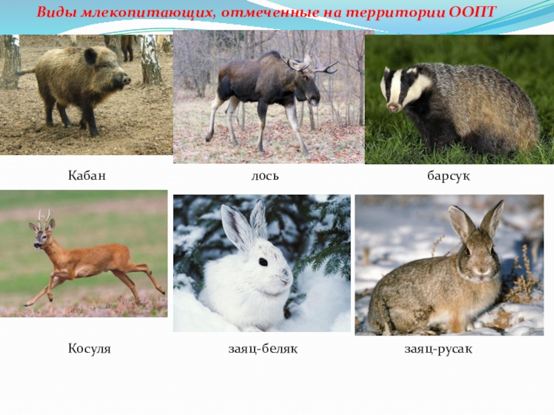 лось и барсук