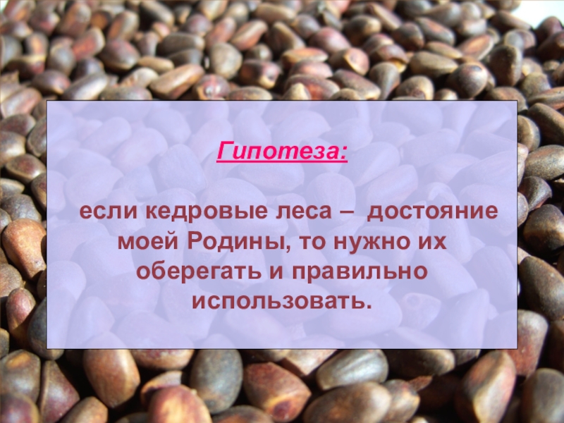 Кедровые орехи польза. Кедровые орешки презентация. Кедровый орех презентация. Кедровый орех кладезь витаминов. Исследовательская работа о кедровых орехах.