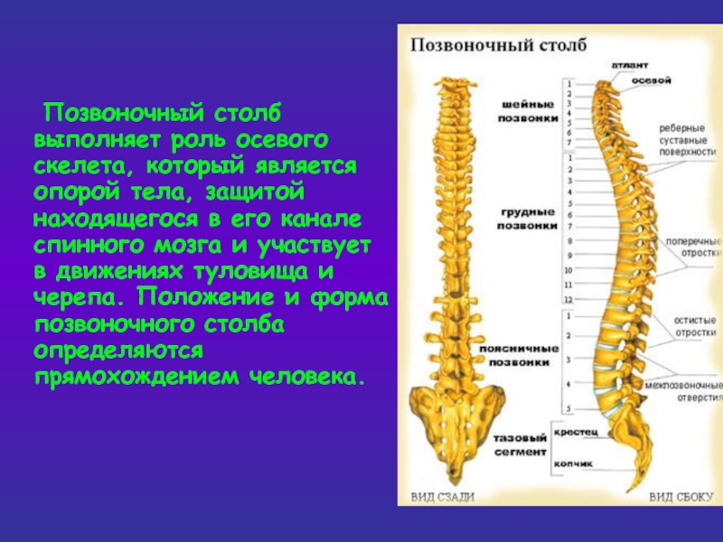 Позвоночный столб картинка