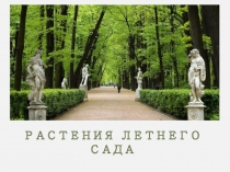 Презентация по биологии Растения Летнего сада