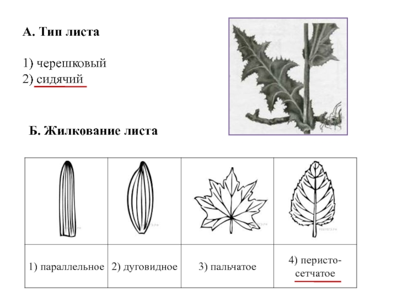 На рисунке изображены различные по форме листья плюща выросшие в разных условиях