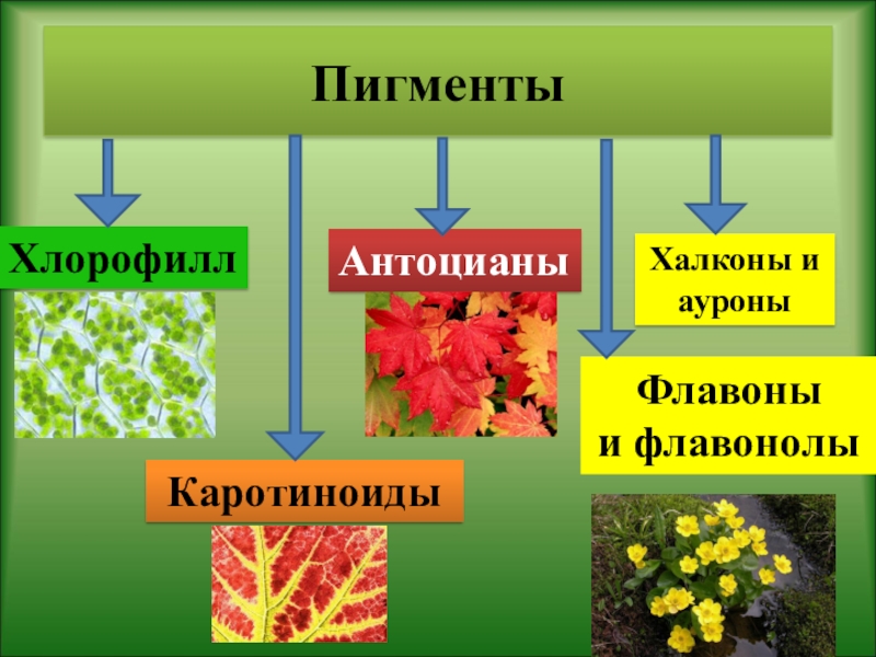 Пигменты цвета в растениях