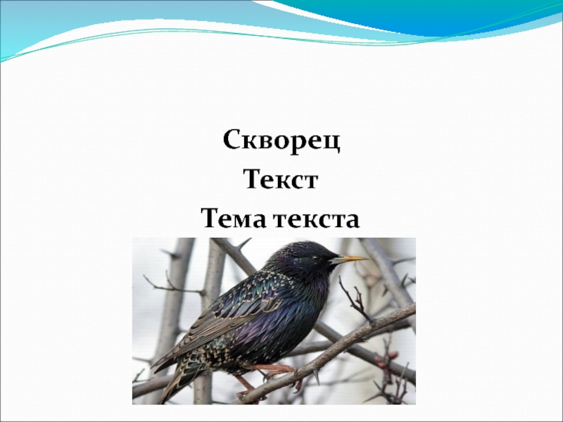 Текст скворцы. Скворец информация. Бианки скворцы. Скворец 3.