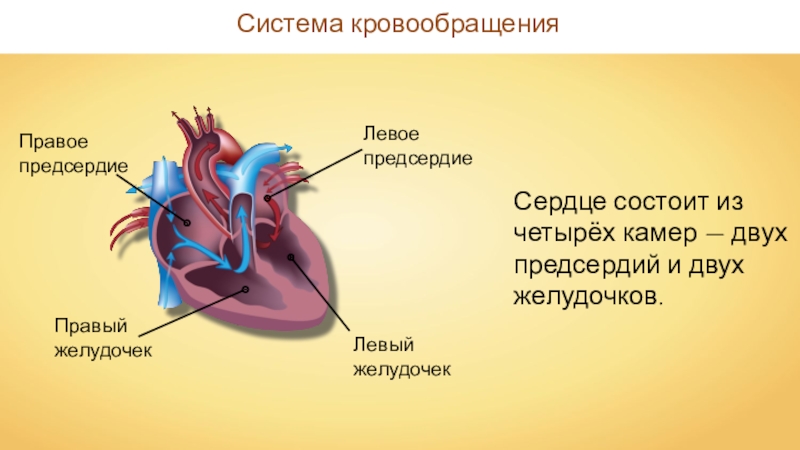 Сердце презентация 8 класс биология