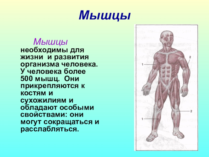 Мышцы необходимы для. Мышцы человека. Мышцы человека 4 класс. Мышцы человека физра. Анатомия человека физическая культура.