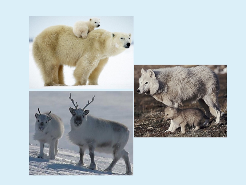 Выберите лишнее животное в природной зоне. Дикие животные севера. Четвертый лишний животные севера. Дикие животные севера России. Чектвертый лишний живот ные севера.