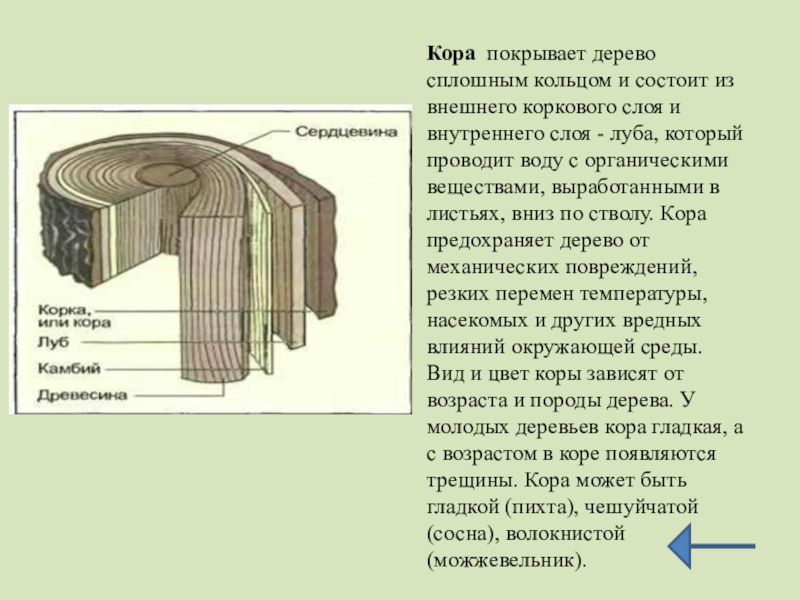 Луб древесина камбий схема