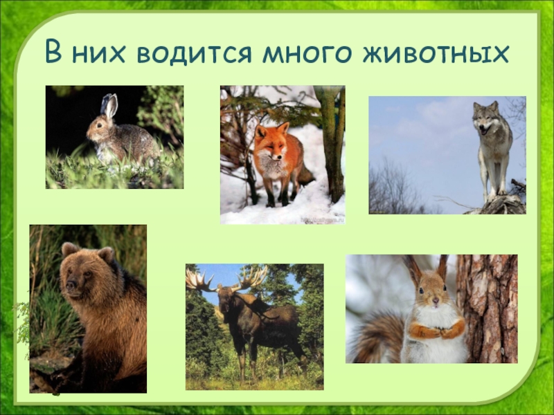 Разнообразие природы родного края. Разнообразие природы. Многообразие зверей родного края. Природа родного края животные.