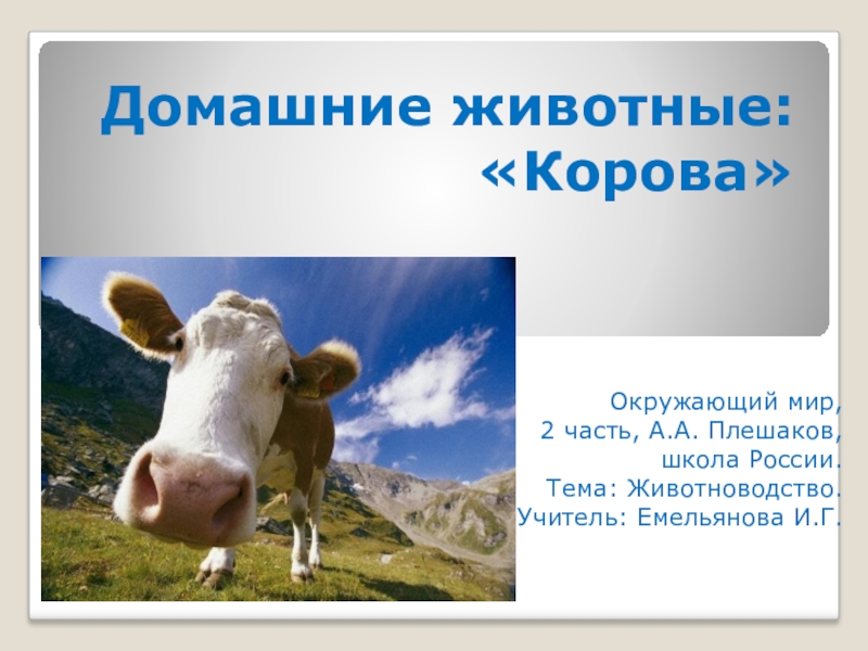 Домашнее животное корова окружающий мир. Презентация на тему домашние животные корова. Информация о корове. Тема для презентации корова. Сообщение о корове.