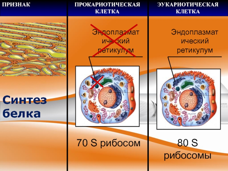 Организации эукариотической клетки. Яйцеклетка эукариотическая клетка. Деление эукариотической клетки. Строение и функции эукариотической клетки. Строение эукариотической клетки.