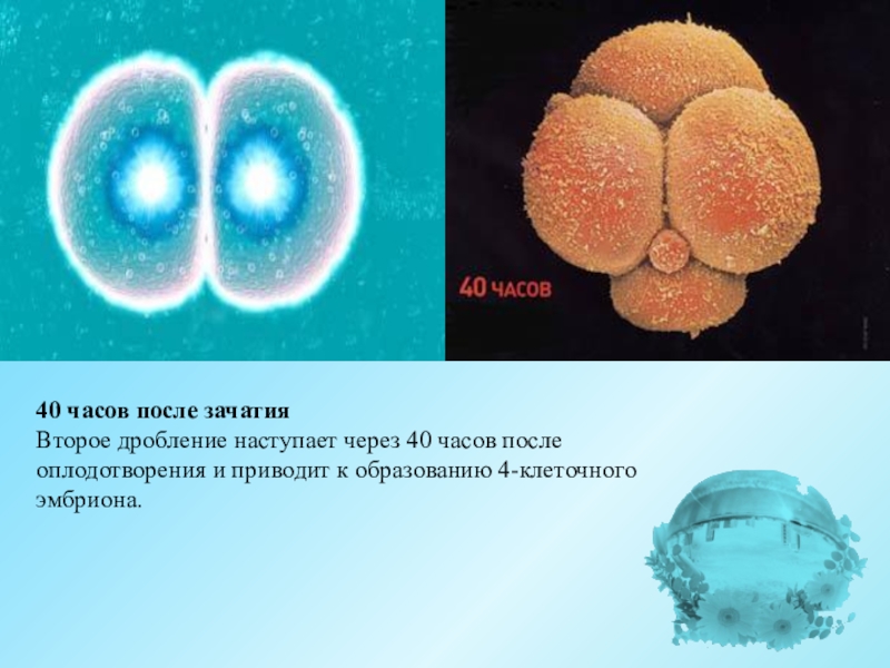 Презентация по биологии 8 класс внутриутробное развитие организма развитие после рождения