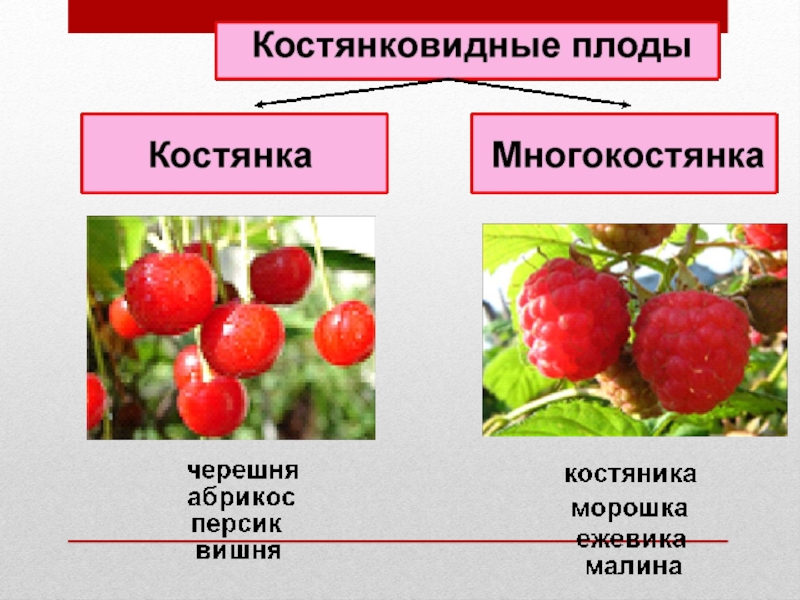 Сочинение 3 класс плоды