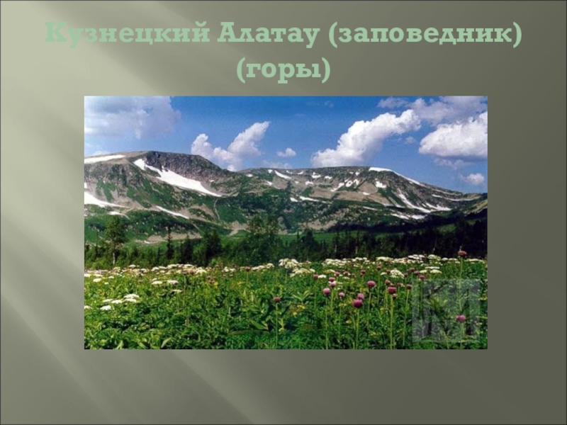 Где находится гора кузнецкий алатау. Заповедники Кузбасса Кузнецкий Алатау. Кузнецкий Алатау заповедник проект. Кузнецкий Алатау заповедник презентация. Сообщение про Кузнецкий Алатау Кемеровская область.