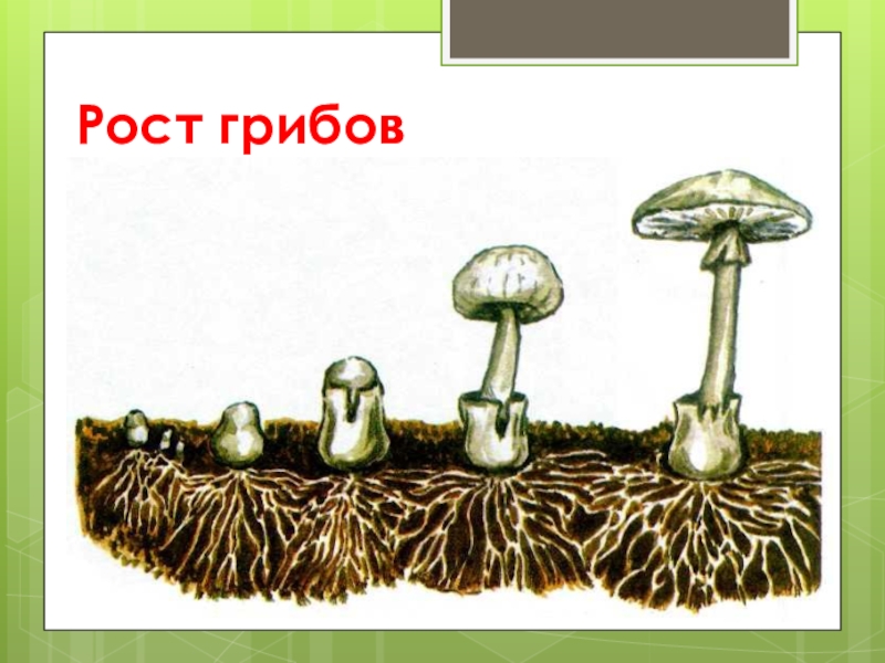 Рос гриба. Рост грибницы. Этапы роста гриба. Стадии роста гриба. Схема роста грибов.