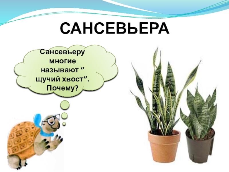 Что растет на подоконнике 1. Комнатные растения урок для детей. Комнатные растения урок 1 Лас. Сансевьера 1 класс. Комнатные растения сансевьера презентация.