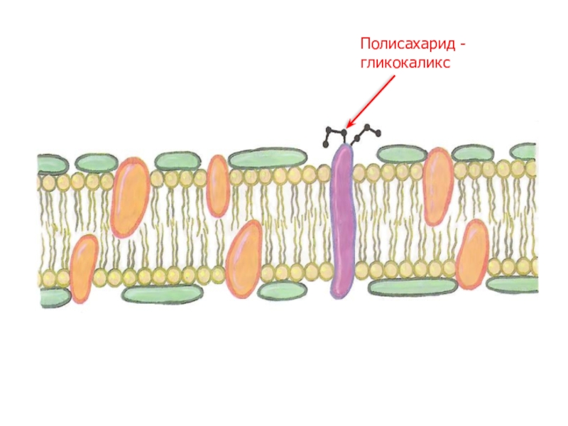 Что такое гликокаликс. Клеточная мембрана гликокаликс. Плазматическая мембрана гликокаликс. Цитоплазматическая мембрана и гликокаликс. Клеточная мембрана строение гликокаликс.
