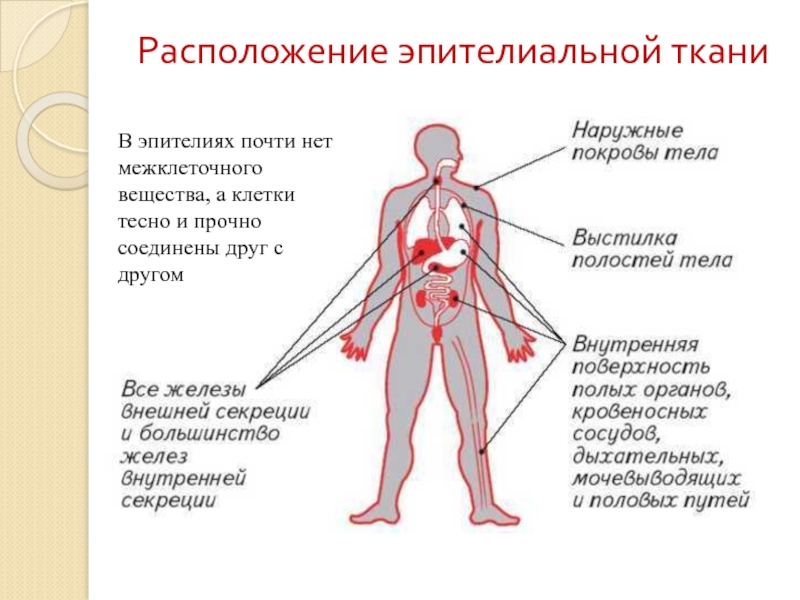 Реферат: Типы тканей в организме человека