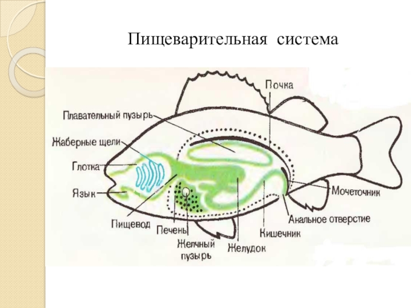 Пищеварительная система рыб схема