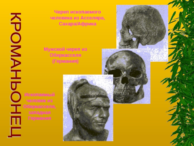 Ледниковый период первобытные люди. Питекантропы синантропы исторический возраст. Окаменелости черепа синантропа. Ископаемый человек 11 букв. Ископаемый человек 11 букв.