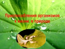 Презентация Приспособления организмов к жизни в природе
