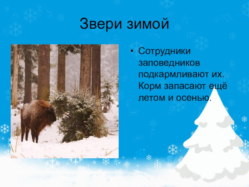 Охрана природы зимой презентация. Охрана природы зимой. Охрана природы зимой окружающий мир. Охрана животных зимой. Охрана природы зимой 2 класс окружающий мир.