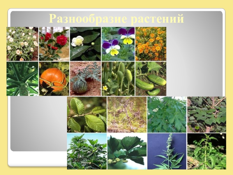 Многообразие цветковых. Разнообразие растений. Растения биология. Разнообразие цветковых растений. Цветы многообразие.