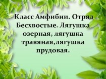 Презентация по биологии Класс Амфибии. Отряд Бесхвостые. Лягушка озерная, лягушка травяная,лягушка прудовая