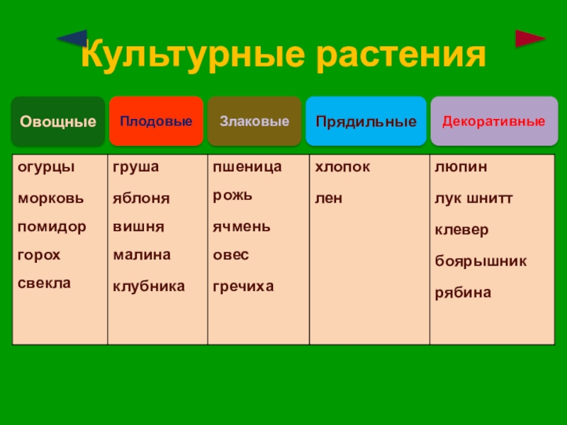 Культурные растения плодовые. Декоративные и прядильные культурные растения. Прядильные культурные растения названия. Овощные плодовые зерновые декоративные прядильные. Культурные растения плодовые декоративные прядильные.