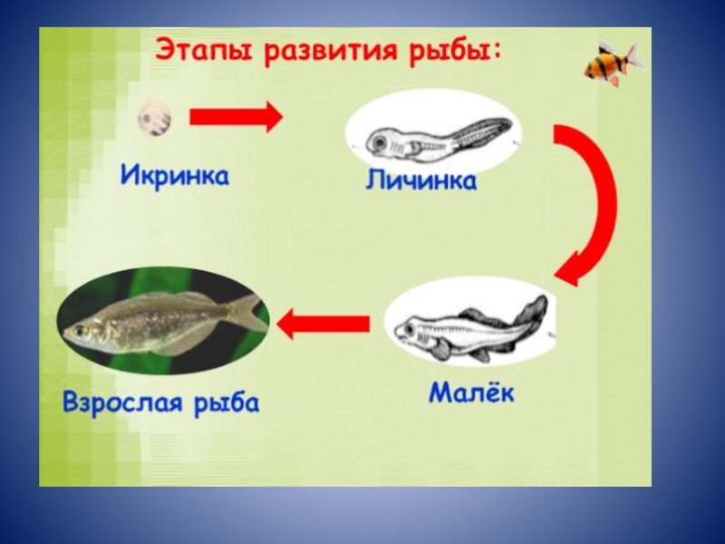 Рост и развитие рыб презентация