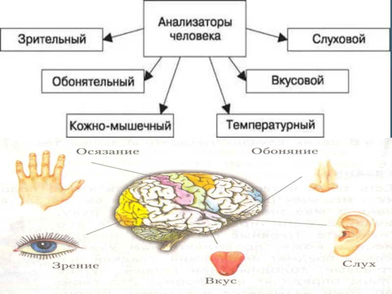 Схема анализаторы биология 8 класс