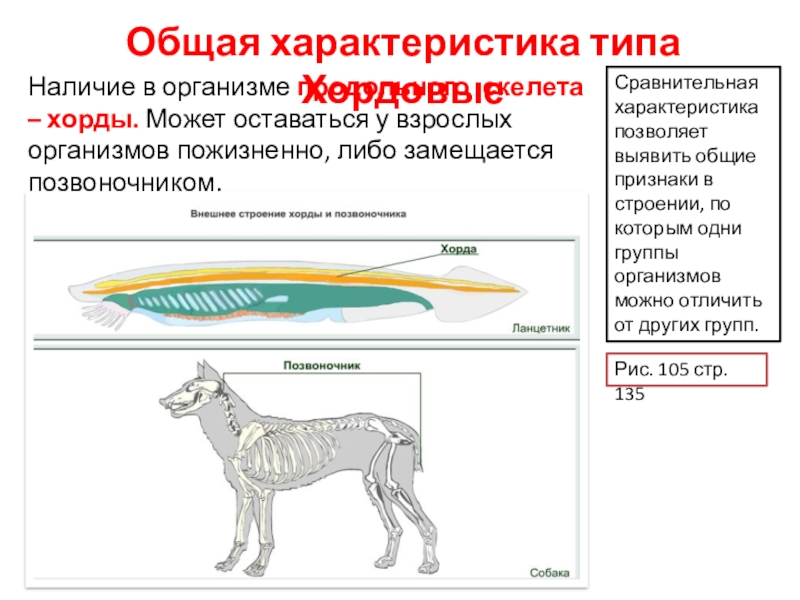 Бесчерепные 7 класс биология кратко