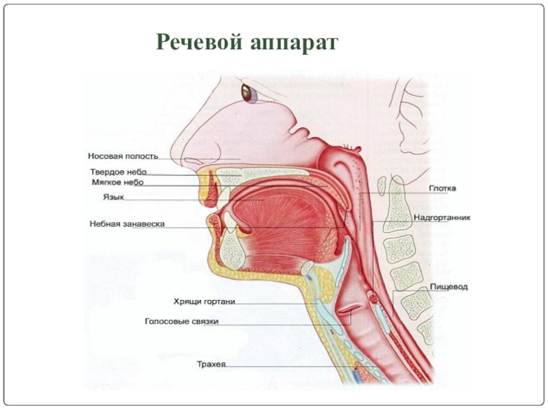 Фото речевой аппарат